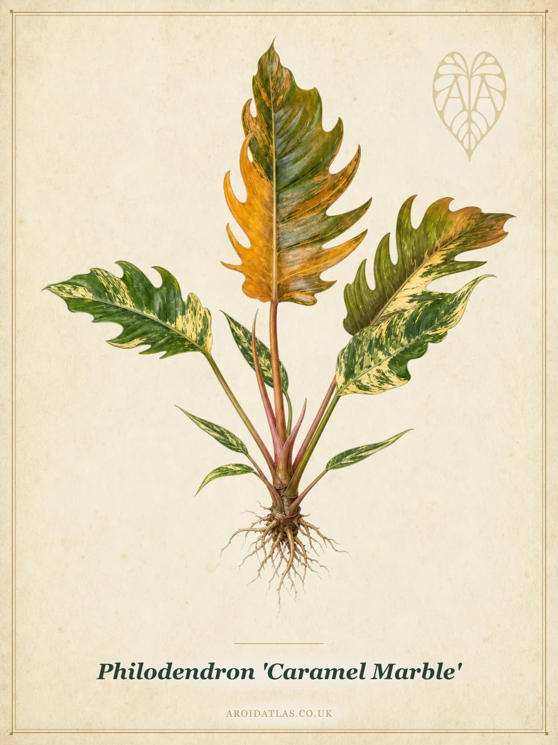 Caramel Marble Philodendron