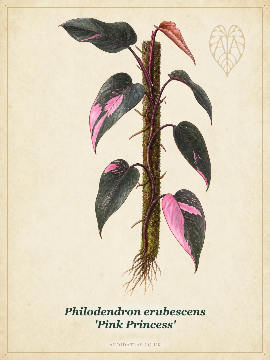 Pink Princess Philodendron