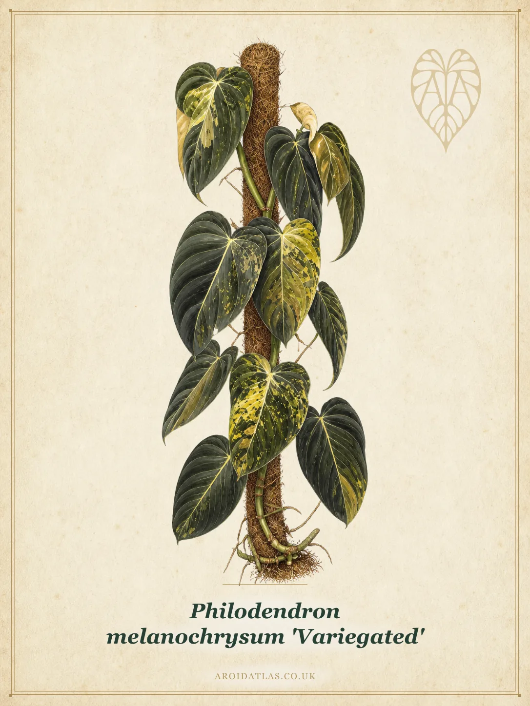 Variegated Melanochrysum Philodendron
