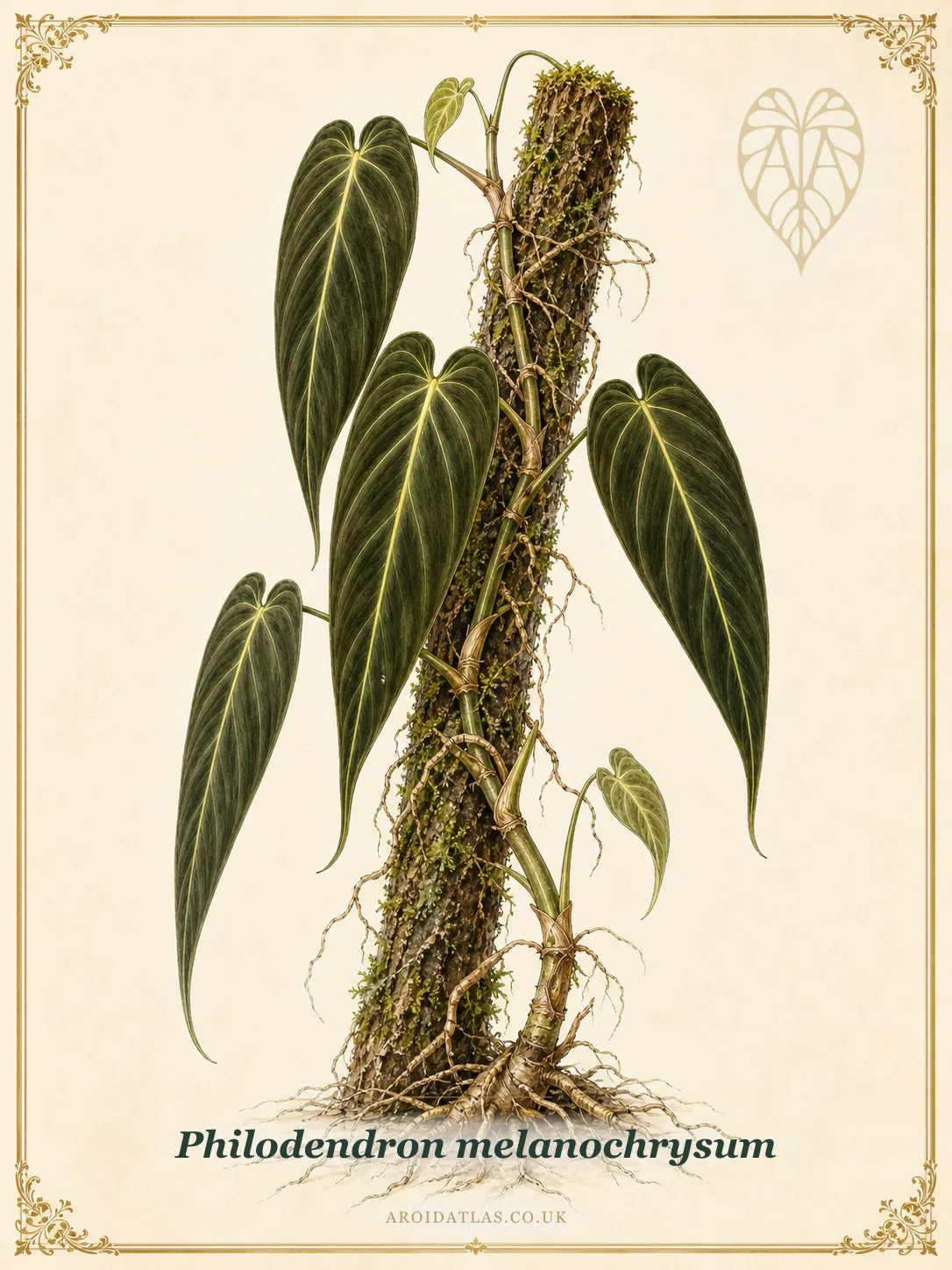 Black Gold Philodendron
