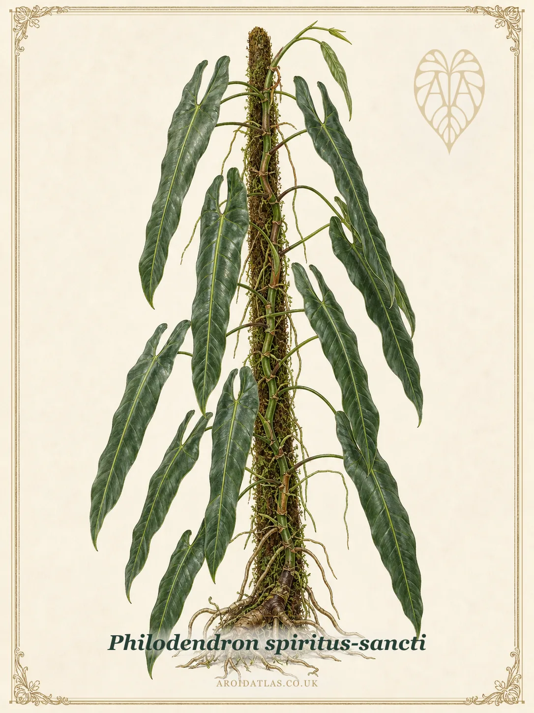 Philodendron Spiritus Sancti